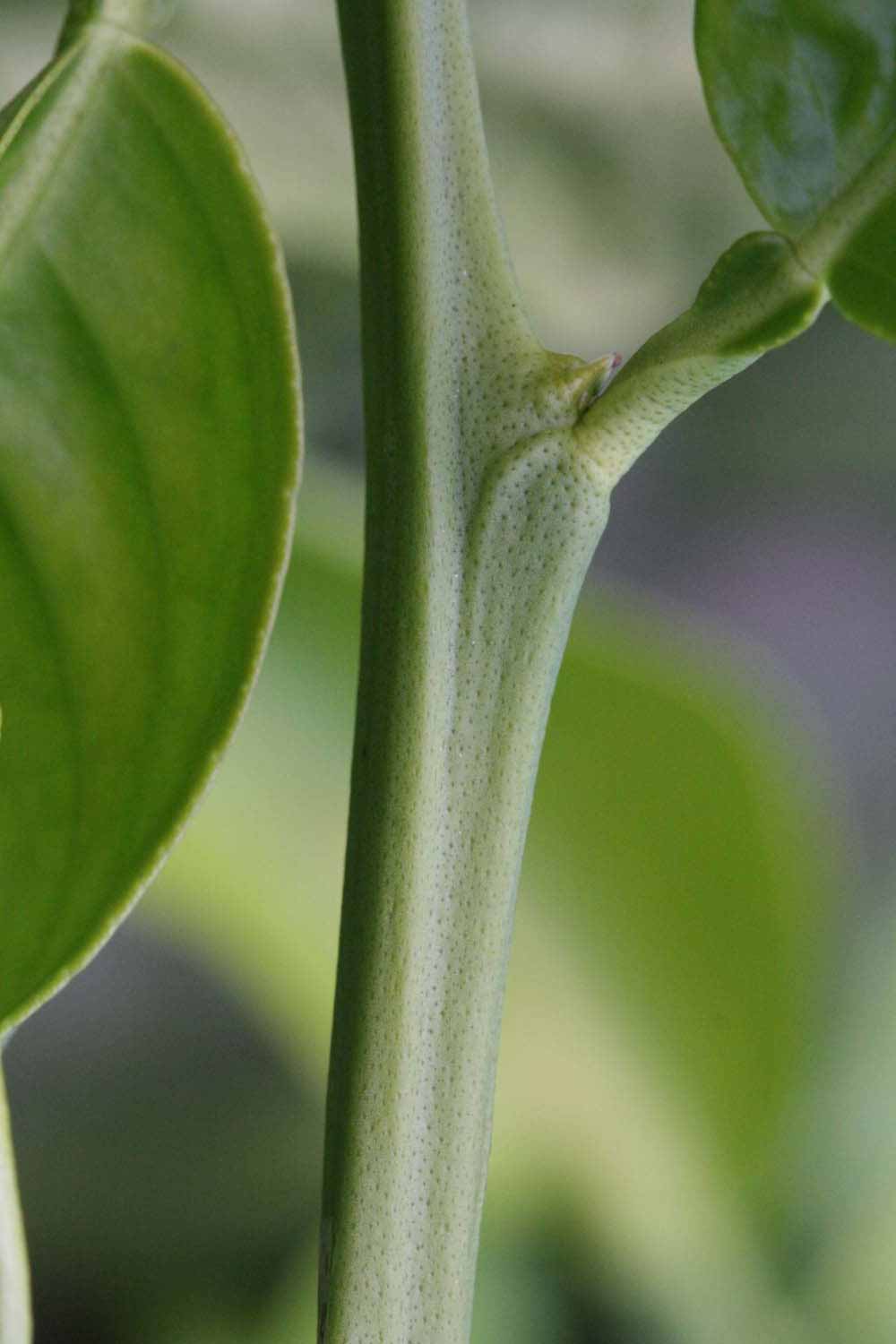              First year twig (Riverside, CA)       